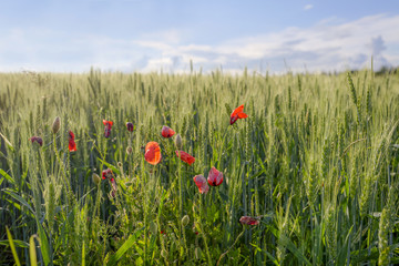 Poppies in a wheat field