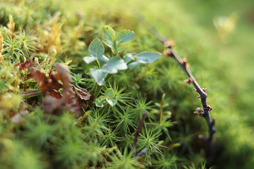 green wet moss close up.  small plants on  green moss.northern nature.selective focus. 