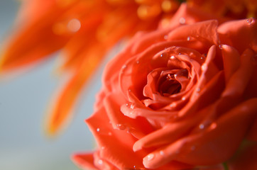 Close up of water droplet on roses with isolated background