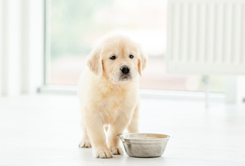 Retriever puppy sits near bowl