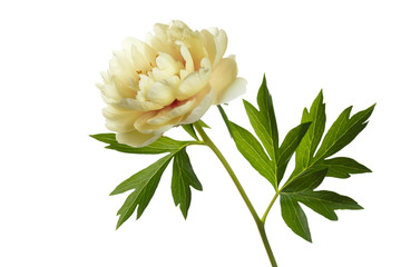 Unusual yellow peony isolated on a white background.