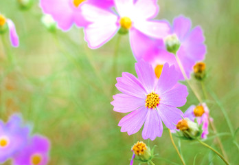 Pink cosmos flower in the field