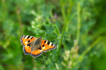 Nymphalis urticae beautiful butterfly orange black. Wild insect with bright beautiful wings. Butterfly feeds on pollen on a summer flowering meadow, background backdrome