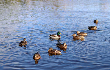 A beautiful Drake with a green neck swims in the lake among the ducks. Selective focus. Sunny weather