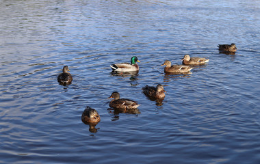 A beautiful Drake with a green neck swims in the lake among the ducks. Selective focus. Sunny weather