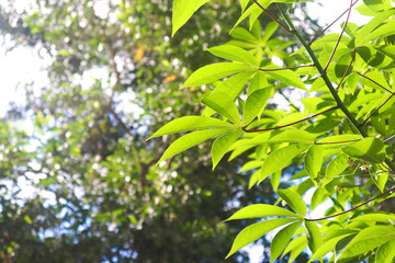 Fototapeta na wymiar Green leaves of tree in spring