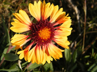 sunflower is always gorgeous and beautiful under bright daylight  