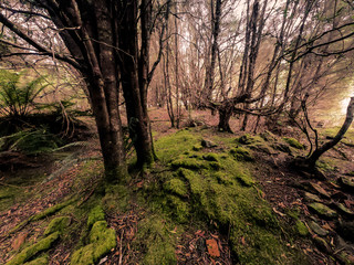 autumn in Tarkine forest tasmania in old town of Luina 