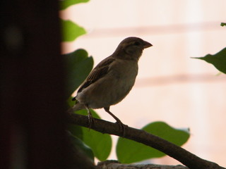 different types of birds in different moods
