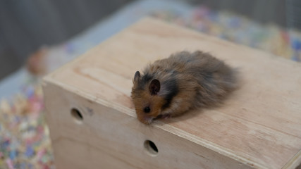 Little red-haired mouse on a wooden floor