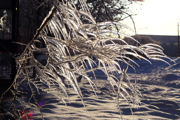 Icy tree branches. Branches covered with ice and icicles in the rays of a winter sunset. Freezing rain. Selective focus. Side view