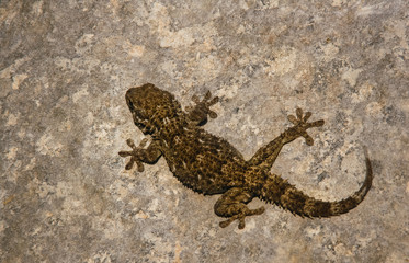 A salamander