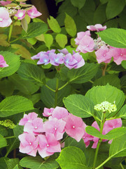 Hydrangea flowers shooted with variagated blooming area in a vertical photography full frame