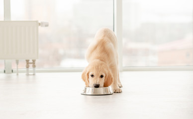 Adorable golden retriever puppy