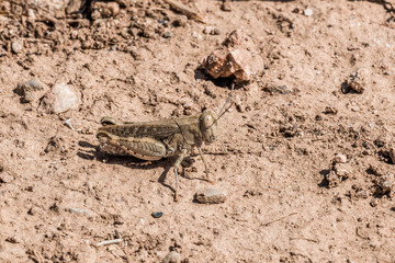 Grasshopper is almost invisible on the background of dry ground