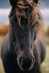 Close-up head of dark Icelandic horse, Iceland