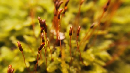 close up of some moss
