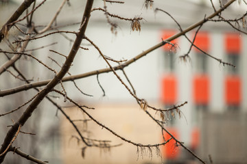 barbed wire