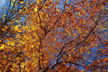 Crohn autumn forest over his head