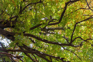 Crohn autumn forest over his head