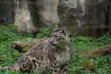 ユキヒョウ