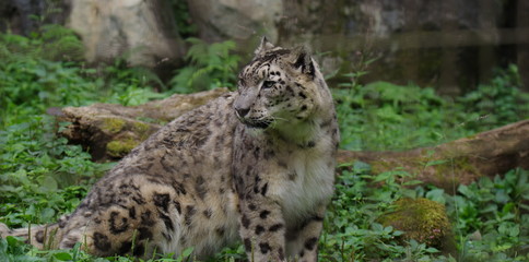 Obraz premium ユキヒョウ