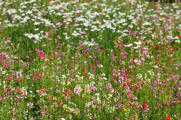 Blumenwiese mit bunten Sommerblumen, Deutschland
