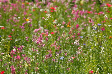 Blumenwiese mit bunten Sommerblumen, Deutschland