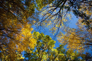 Crohn autumn forest over his head
