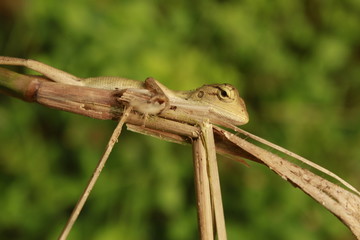 Beautiful Indian Tree Lizard or Oriental Garden Lizard in nice green blurr background.