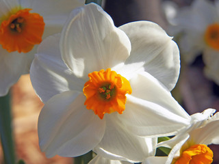 Group of triandrus narcissus with one flower in the center full lenght. Colored orange yellow coupole and white petals