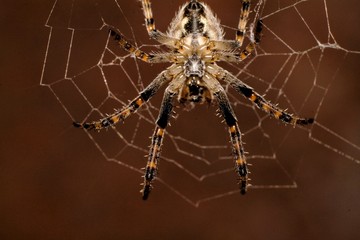 Close up of spider's belly weaving a spider web