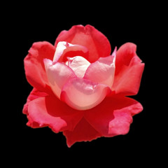 Beautiful motley rose isolated on a black background