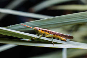 grasshopper on a leaf