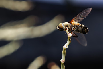 Bactrocera cucurbitae is a species of fly belonging to the family Tephritidae. This species is also part of the order Diptera, Insecta class, Arthropod phylum, and kingdom Animalia.