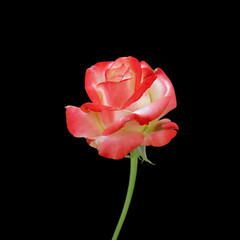 Beautiful motley rose isolated on a black background