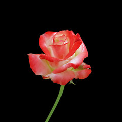 Beautiful motley rose isolated on a black background