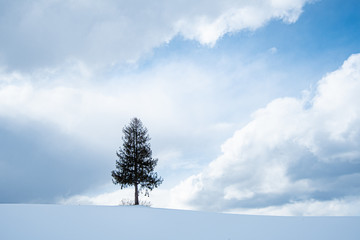 冬の一本木
