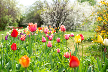 tulips in a blooming spring garden