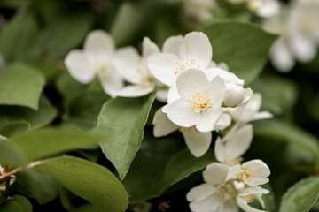 Obraz na płótnie Canvas white Jasmine flowers in spring