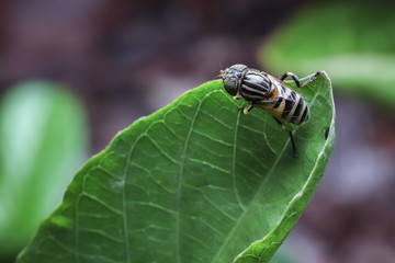 Fruit Flies, Bright Fruit Lovers. One obstacle in the cultivation of fruit plants is the presence of fruit flies