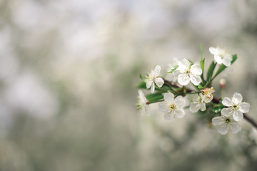 Branch of a blossoming cherry tree with beautiful white flowers. Abstract blurred background. Pastel colors and toned effect. 
