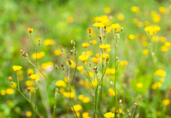 Yellow wildflowers (Hypochaeris radicata)