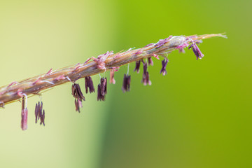 Close up beautiful grass flowers in nature background.