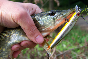 Summer fishing, pike fishing, spinning on the lake