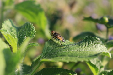 Fly insect on green leaf with softly blurred natural background