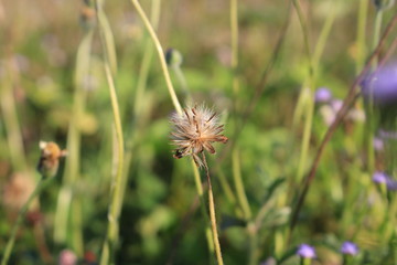 Weed, grass, small, caused by rice fields are dry.In the spring of colors.Small grass is drying 