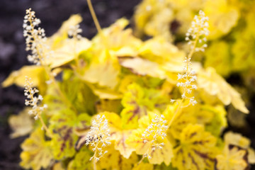 White flowers of heuchera