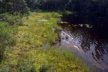 Forest on a summer day in Central Norway