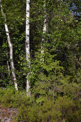 Obraz premium Forest on a summer day in Central Norway